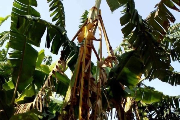 फ्यूजारियम विल्ट (ट्रापिकल रेस-4): भारतवर्ष विशेष रूप से बिहार में केलों का एक खतरनाक एवं विनाशकारी रोग